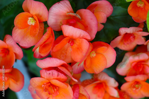 tulips in the garden