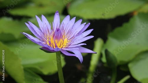 avchd, lotus flower, gardening, decorative, leaf, horticulture, 1080p, white, green, aquatic, tripod, sunshine, sunny, sunlight, seasonal, rx10, ripples, reflection, park, vivid, yellow, stamen, pond,