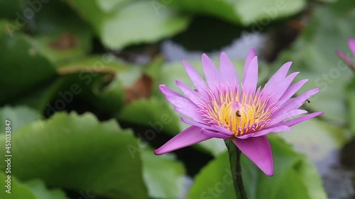 avchd, lotus flower, gardening, decorative, leaf, horticulture, 1080p, white, green, aquatic, tripod, sunshine, sunny, sunlight, seasonal, rx10, ripples, reflection, park, vivid, yellow, stamen, pond,