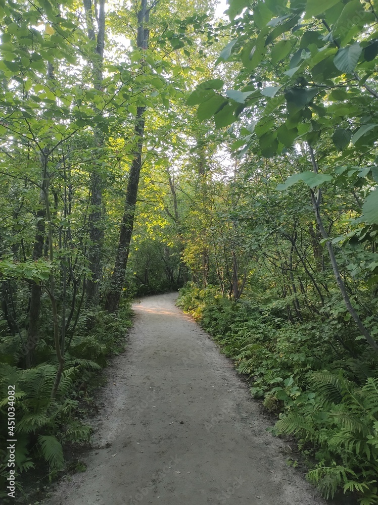 Fototapeta premium path in the woods
