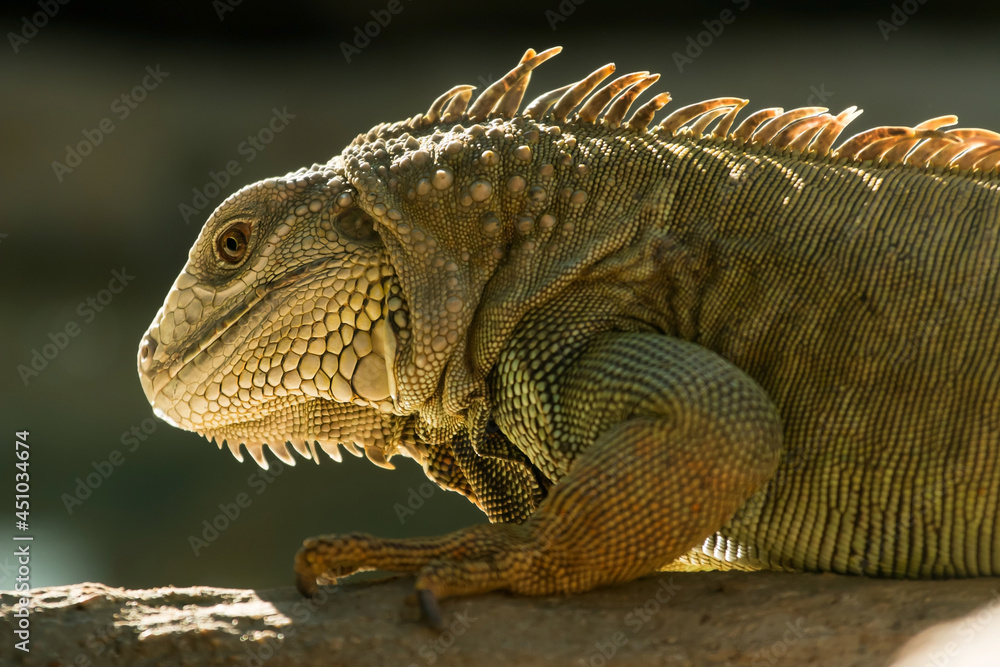 iguana iguana