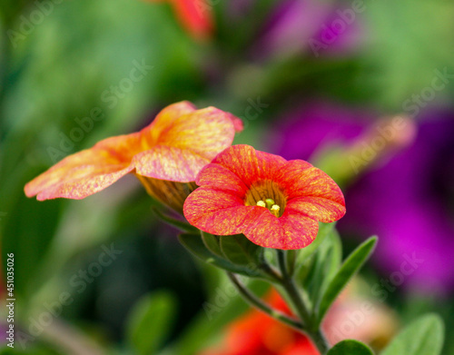 red and yellow flowers