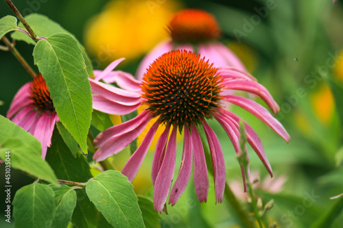 pink cone flower
