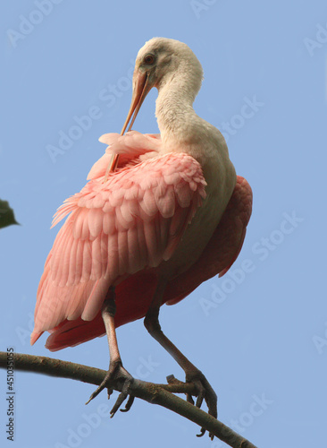 Spoonbill grooming