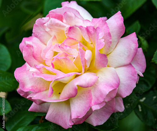 Pink tipped rose