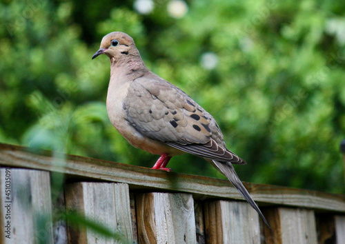 Morning Dove