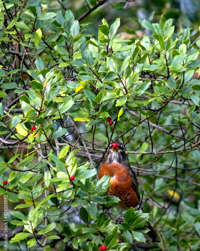 Robin eating berry