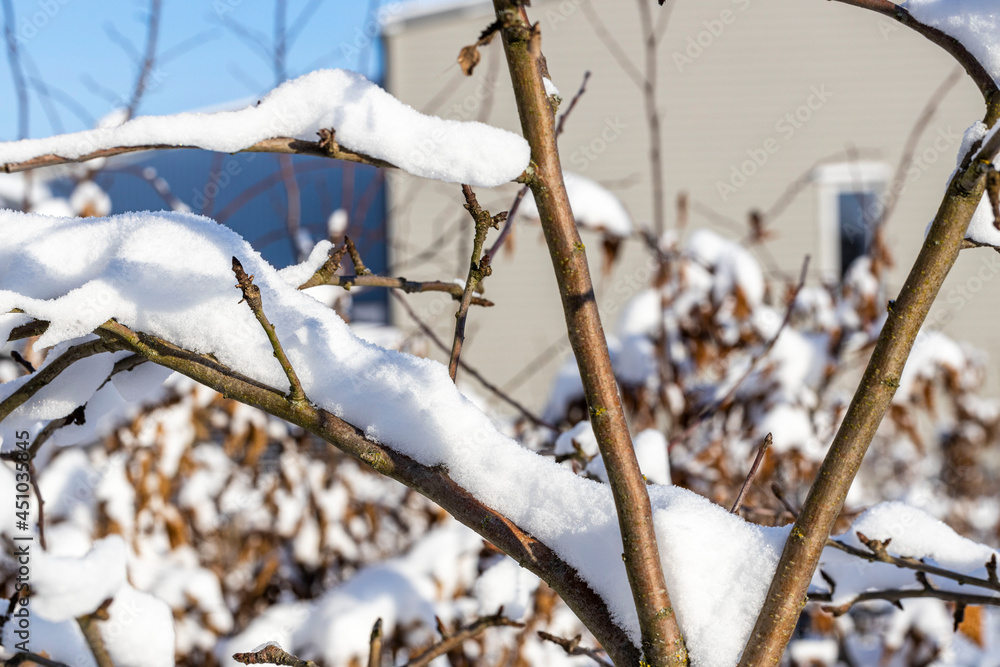 Close up view of snow covered bushes. Beautiful winter scape view. Sweden.