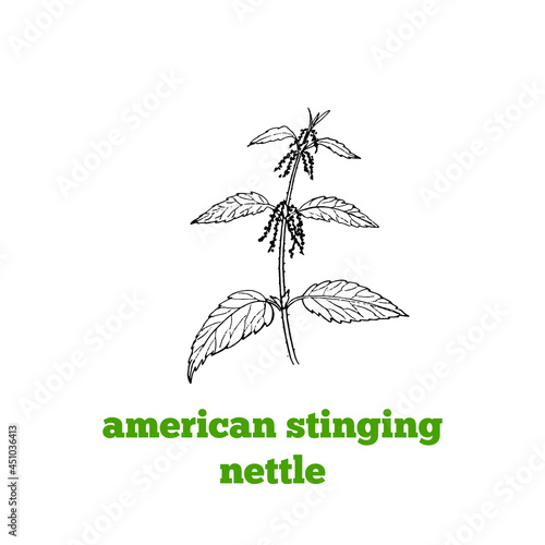 Hand drawing of toxic poisonous plant American stinging nettle  in vintage engraving style