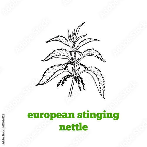 Hand drawing of European stinging nettle,toxic poisonous plant in vintage engraving style
