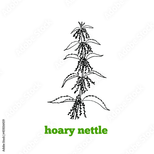 Hand drawing of toxic poisonous plant hoary nettle in vintage engraving style