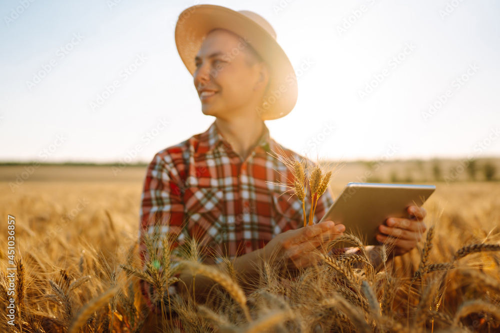 Farmer checking wheat field progress, holding tablet and using Internet. Smart farming concept. Farmer checking wheat field progress, holding tablet and using Internet. Smart farming concept.