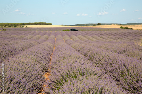 Car and Lavender Fields, Brihuega, Guadalajara