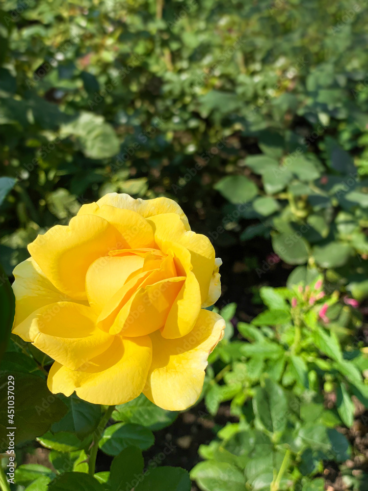 A yellow rose in the garden among green petals. A yellow rose in the garden among green petals.