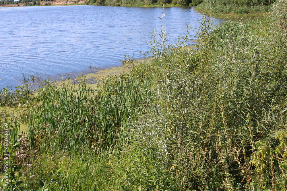 Obraz premium grass on the bank of lake
