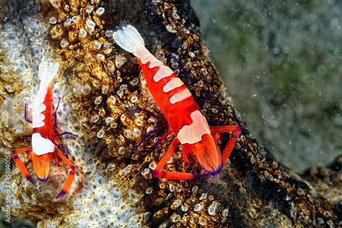 A picture of an emperor shrimp