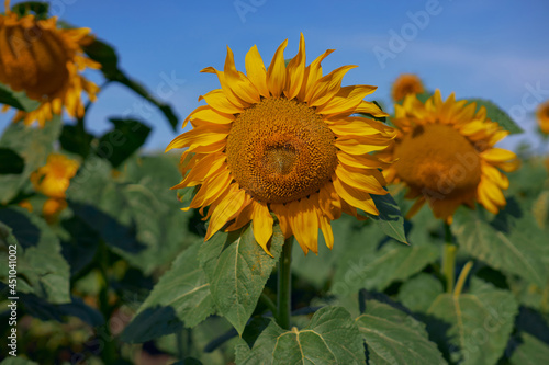 a field of bright yellow flowering sunflowers against a clear blue sky. Beautiful floral screensaver. Flower field. High quality photo