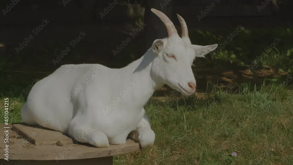 happy goat farm animal resting in sun light organic agriculture dairy farming
happy goat farm animal resting in sun light organic agriculture dairy farming