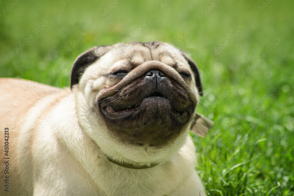 portrait of a young beige pug who is smiling happily on a walk against the background of grass