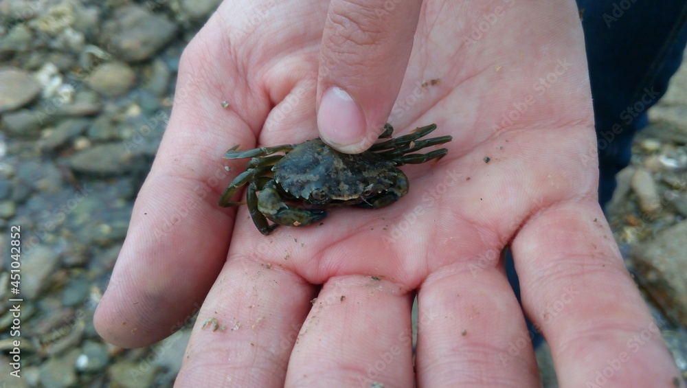 Obraz premium Mud crab in the hands, on the beach in France 