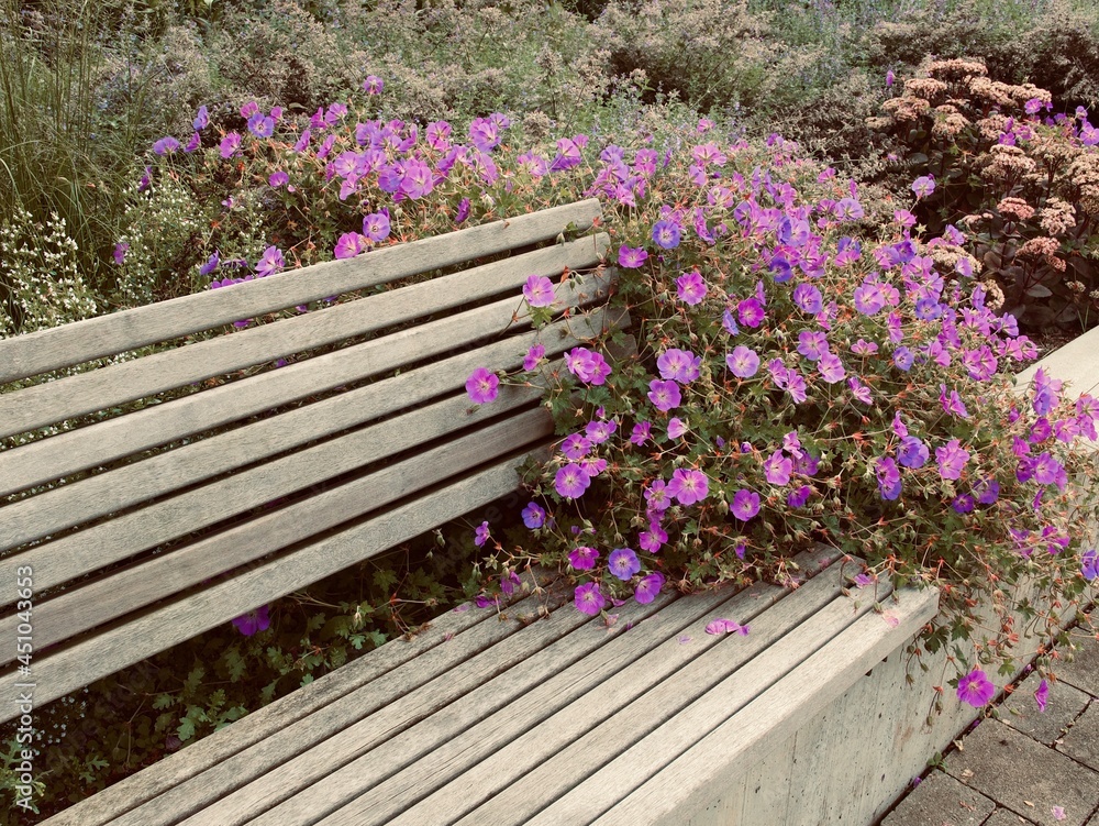 city bench entwined with purple bindweed flowers city bench entwined with purple bindweed flowers