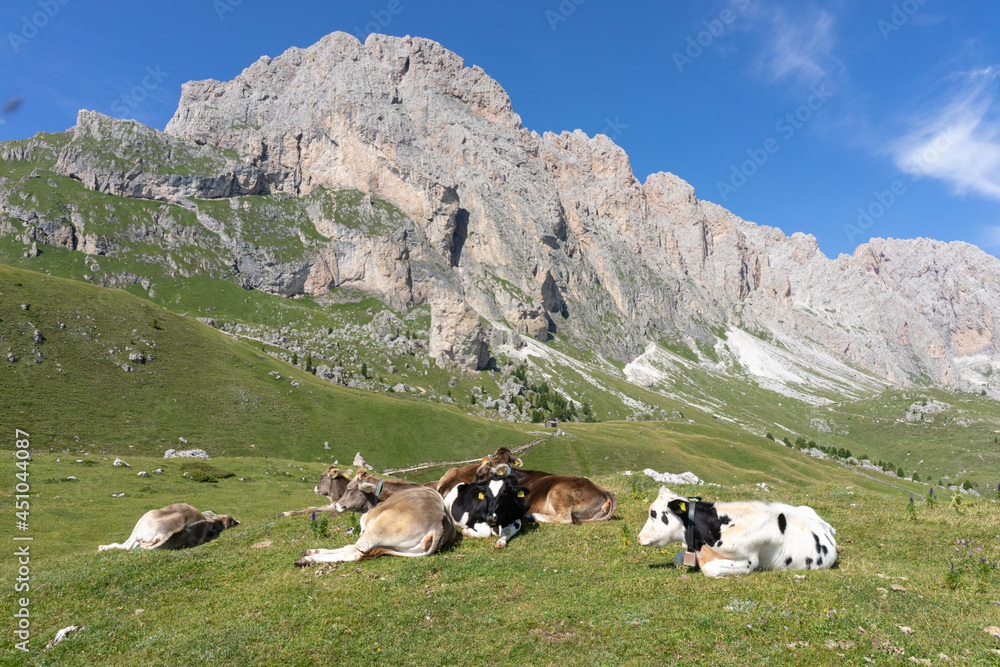 cows grazing in the seceda mountains in the dolomites