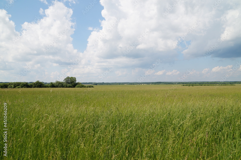 Obraz premium green field and blue sky