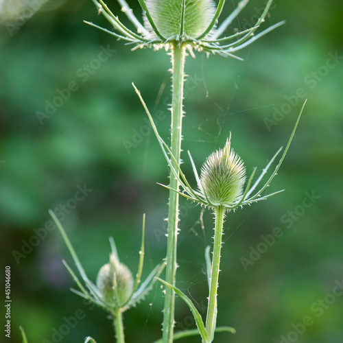 Dipsacus, Green Flowering Plant: Teasel with Prickly Stem