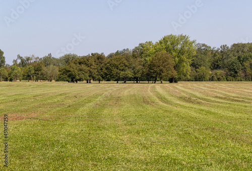 Large lawn with several trees in the background