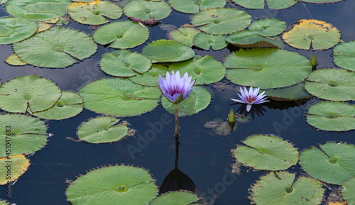Lirio acuático lila en lago