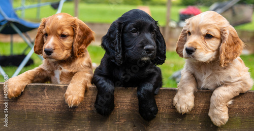 Three Cute Brown and Black Puppy Dogs Leaning on a Fence