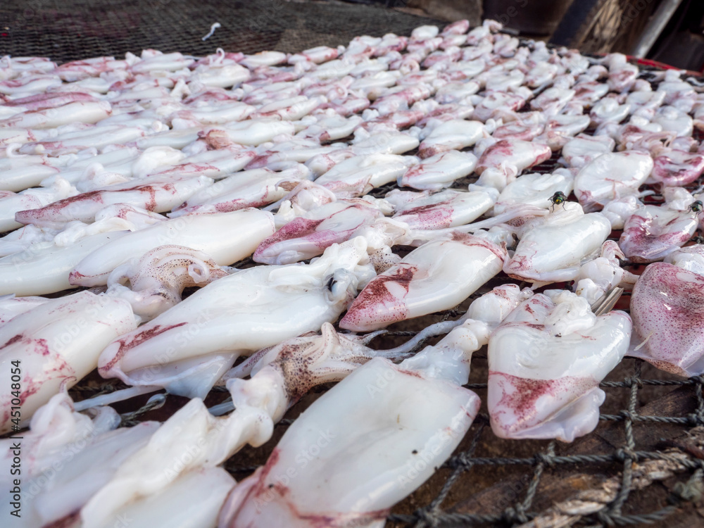 group of fresh squid on table for make dried squid group of fresh squid on table for make dried squid
