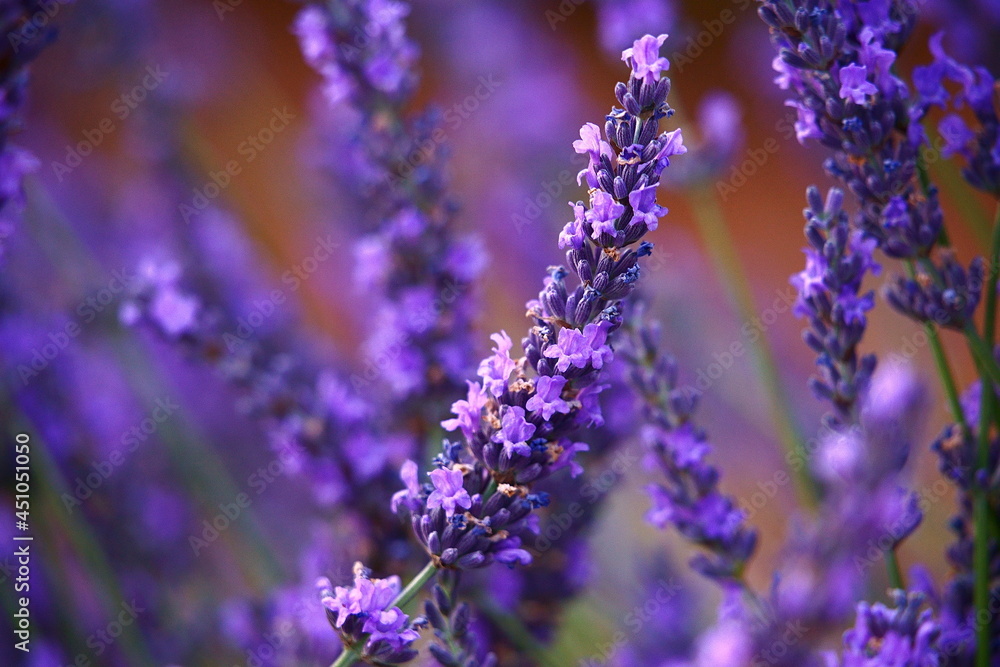 Mauve lavande Mauve lavande