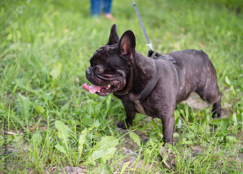 Black French Bulldog walks in the park in summer. Close-up. Bulldog on a background of green grass