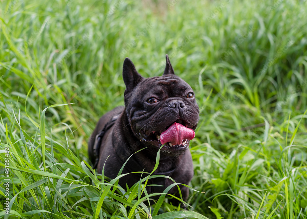 Black French Bulldog walks in the park in summer. Close-up. Bulldog on a background of green grass