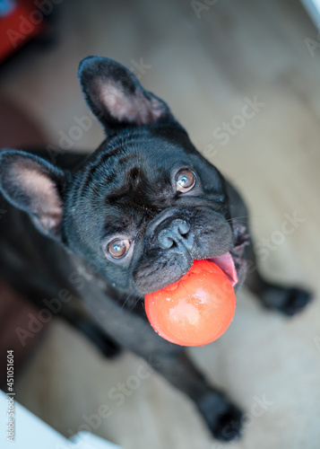 Foto French bulldog playing with a ball