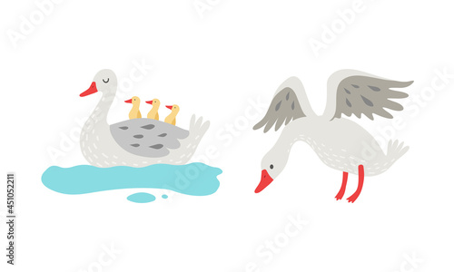 Grey Goose Character Swimming with Goslings and Spreading Wings Vector Set