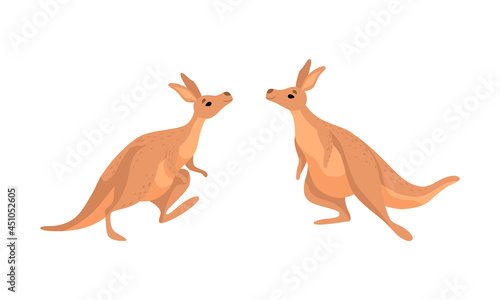 Brown Kangaroo Marsupial Animal with Powerful Hind Legs and Pouch Vector Set