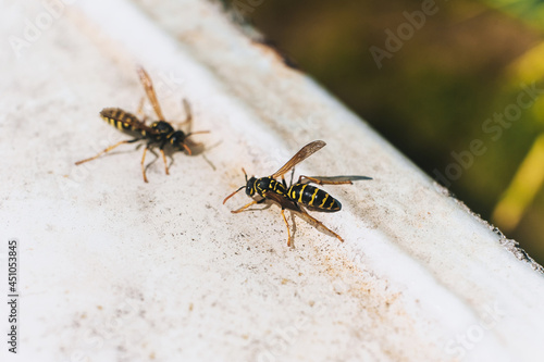 Two wasps sit on top of each other, having arranged a fight, a battle.