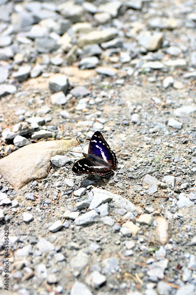 butterfly butterfly