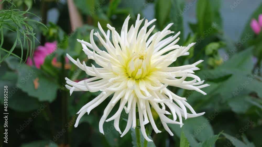 white Dahlia Cactus mix hybrid flowers growing in summer cottage garden white Dahlia Cactus mix hybrid flowers growing in summer cottage garden