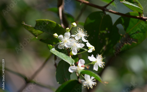Fotografie The flowers of the Surinam cherry (Eugenia uniflora) found in the mountains of the Atlantic Forest valley in São Paulo, Brazil
