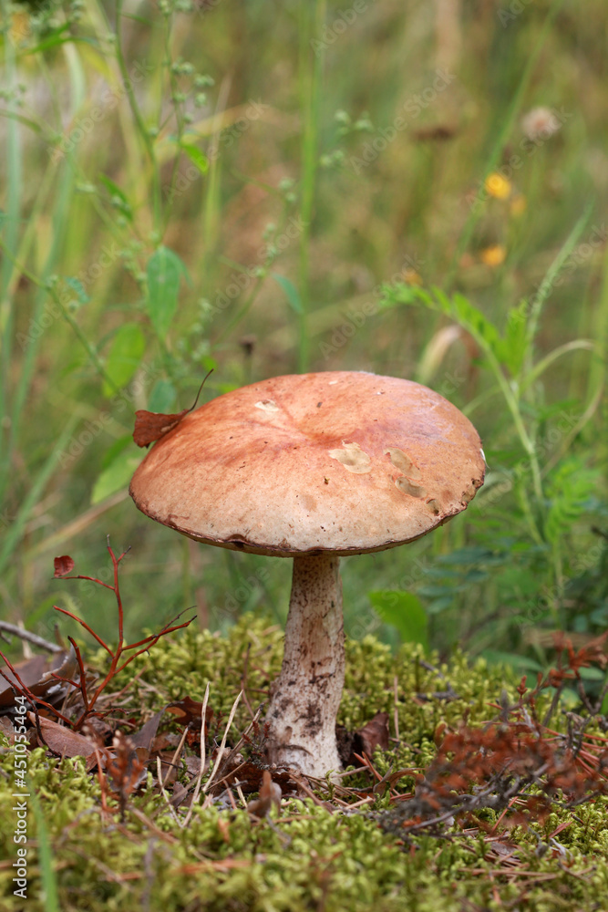 Mushroom orange-cap boletus in the forest Mushroom orange-cap boletus in the forest