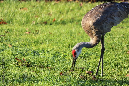 Obraz na plátně Sandhill Crane