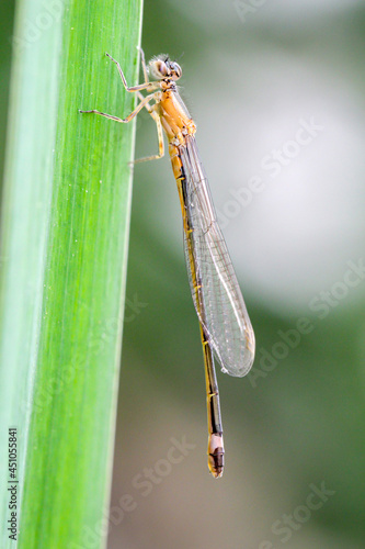 Eine Kleinlibelle sitzt auf dem Blatt einer Wasserlilie. photo