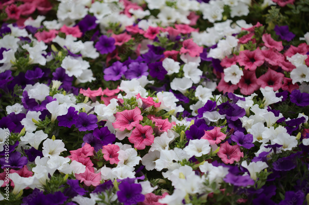 Flower bed full of different cultivars of Petunia, natural macro floral background