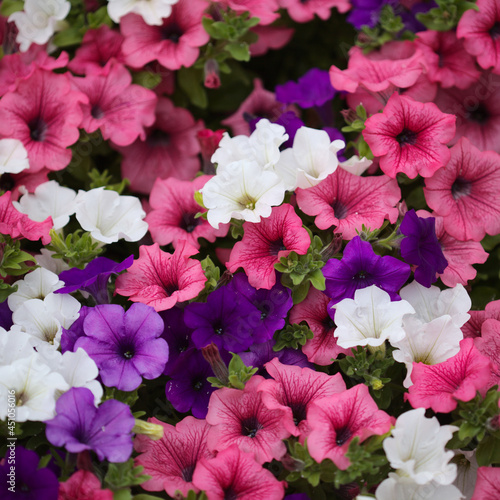 Flower bed full of different cultivars of Petunia, natural macro floral background  © Tamara Kulikova