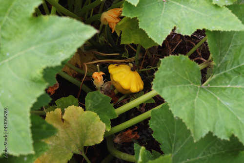 Among the foliage in the garden bed, an organic yellow squash is ripening, on which a spider sits. Growing vegetables in your own summer cottage