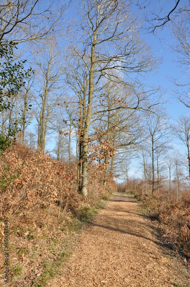 path in the autumn forest