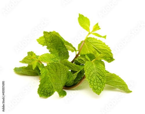 Flora of Gran Canaria -   Mentha spicata, garden mint, introduced species, isolated on white background
